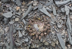 Euphorbia gorgonis
