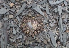 Euphorbia gorgonis