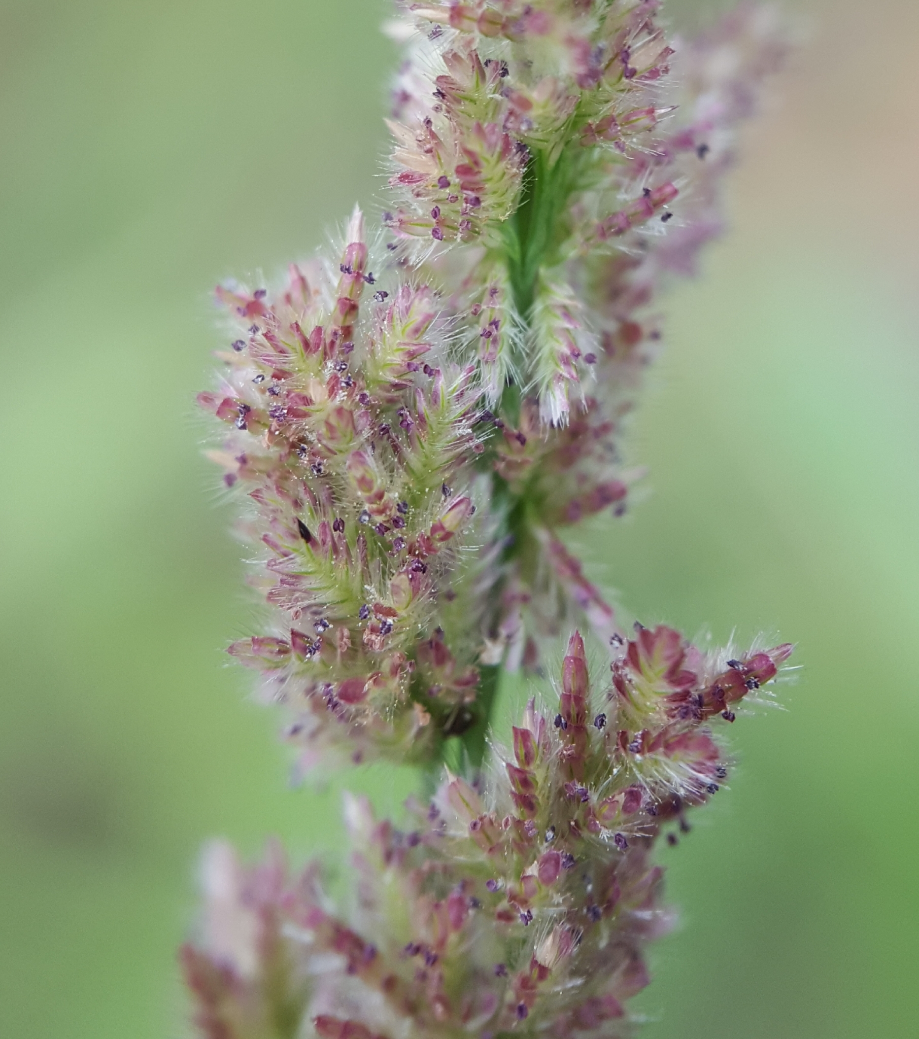 (c) François Rousseu, certains droits réservés (CC BY-NC) https://www.inaturalist.org/observations/107109888
