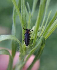 Polemius denticornis