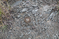 Euphorbia gorgonis