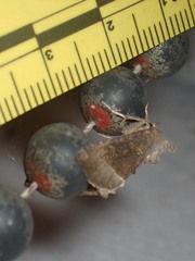 Papaipema nebris