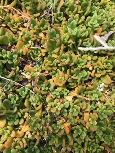Mesembryanthemum paulum