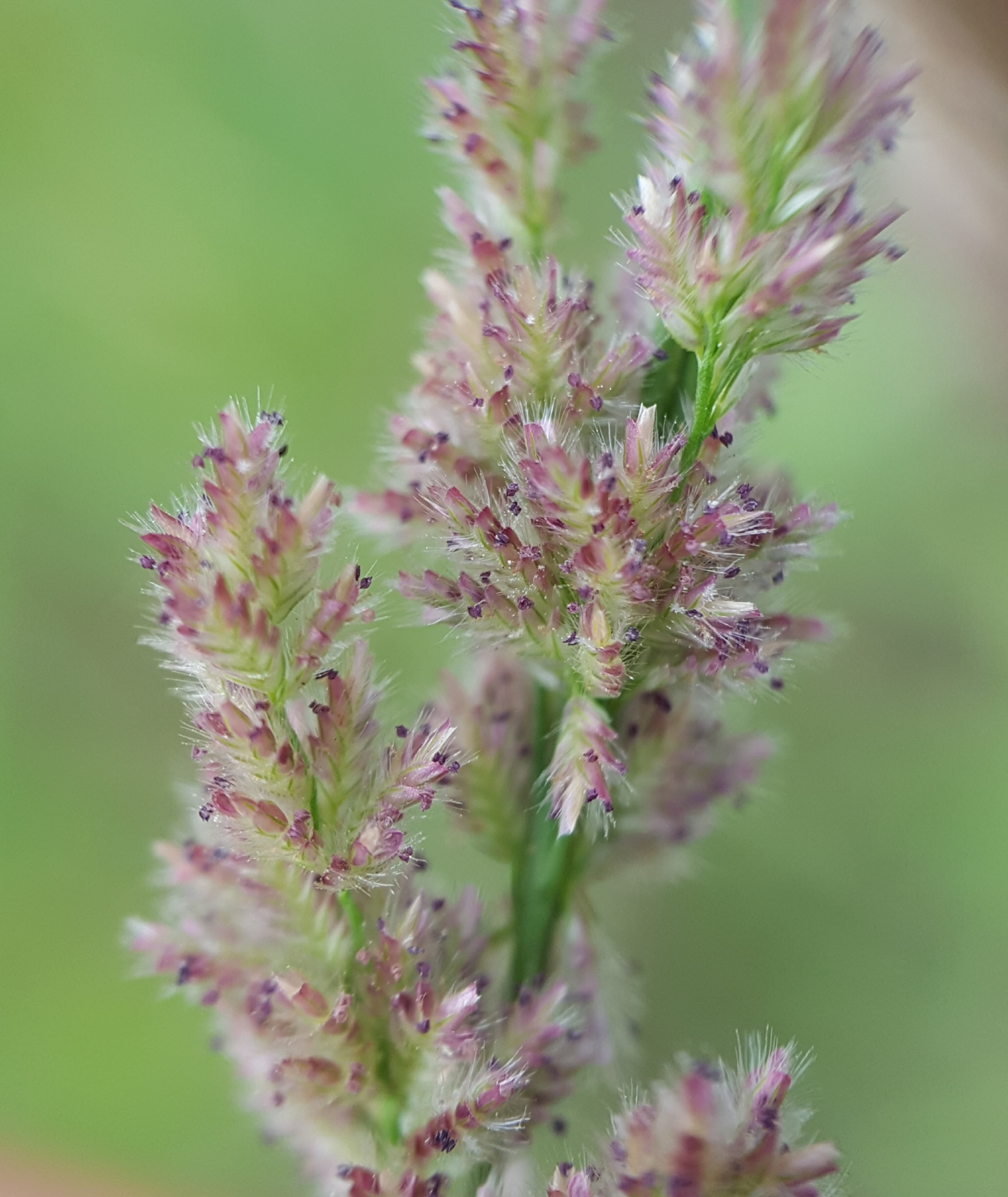 (c) François Rousseu, certains droits réservés (CC BY-NC) https://www.inaturalist.org/observations/107109888