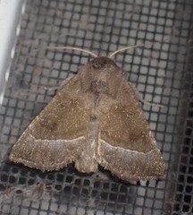 Papaipema nebris