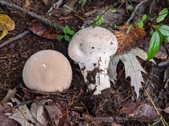 Lycoperdon molle