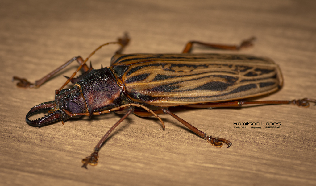 Macrodontiini