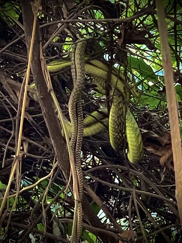 Photo of a Western Green Mamba (Dendroaspis viridis)
