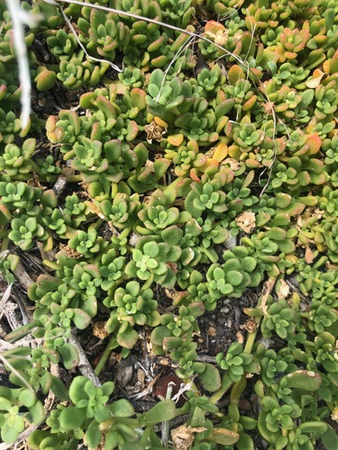 Mesembryanthemum paulum
