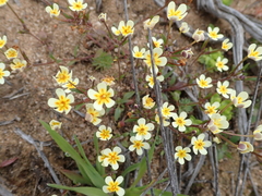 Zaluzianskya pusilla