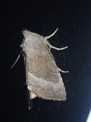 Papaipema nebris
