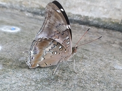 Historis acheronta
