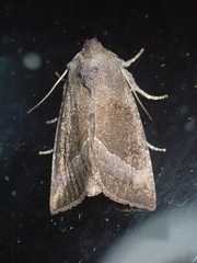 Papaipema nebris