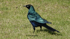 Lamprotornis caudatus
