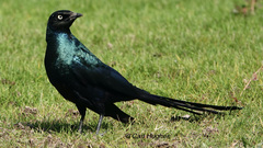 Lamprotornis caudatus