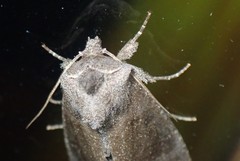 Papaipema nebris
