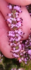 Erica nudiflora