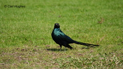 Lamprotornis caudatus