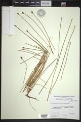 Eleocharis mamillata