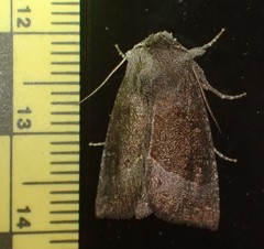 Papaipema nebris