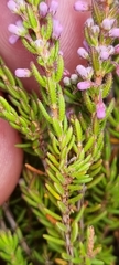 Erica nudiflora