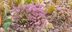 Erica nudiflora