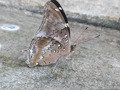 Historis acheronta