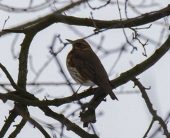 Turdus iliacus