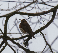 Turdus iliacus