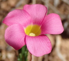 Oxalis confertifolia