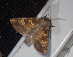 Papaipema cataphracta