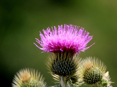 Cirsium rhaphilepis
