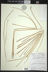 Eleocharis mamillata