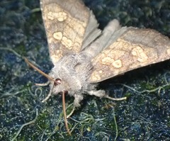 Papaipema cataphracta