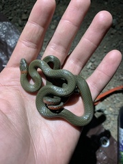 Diadophis punctatus similis