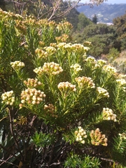 Pentacalia