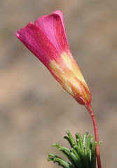 Oxalis confertifolia