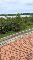 Hydrochoerus hydrochaeris