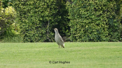 Ortygornis pondicerianus