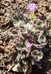 Oxalis imbricata violacea