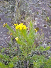 Pentacalia