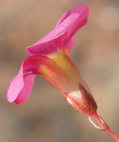 Image of Oxalis confertifolia by (c) Nicola van Berkel, some rights reserved (CC BY-SA)