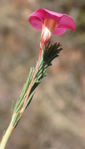Image of Oxalis confertifolia by (c) Nicola van Berkel, some rights reserved (CC BY-SA)