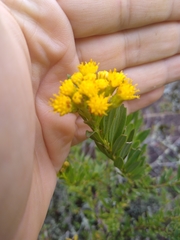Pentacalia
