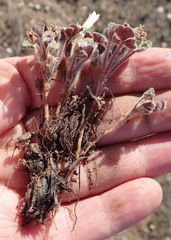 Oxalis imbricata violacea