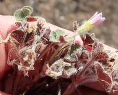 Oxalis imbricata violacea