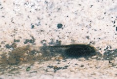 Bombina variegata variegata
