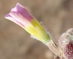 Oxalis imbricata violacea