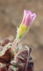 Oxalis imbricata violacea
