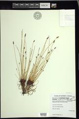 Eleocharis halophila